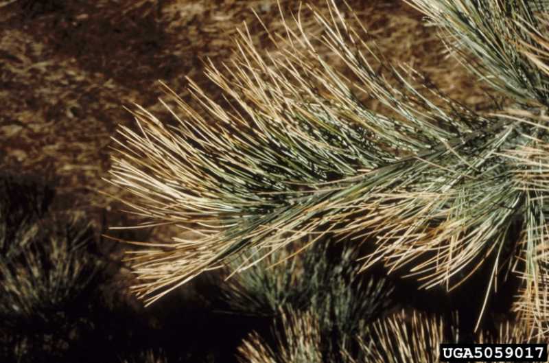 Sulfur Dioxide Damage to Plants